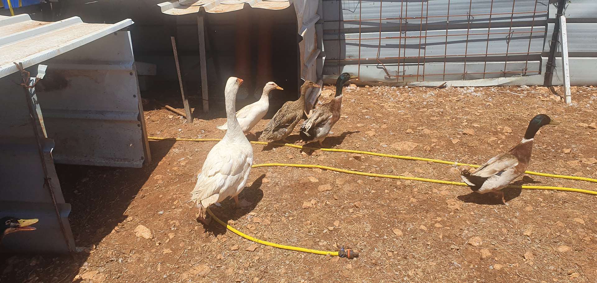 תמונה 3 ,חיות משק אווזים   אווזים +ברווזים למכירה בפקיעין