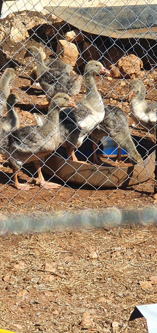 תמונה 4 ,חיות משק אווזים   אווזים +ברווזים למכירה בפקיעין