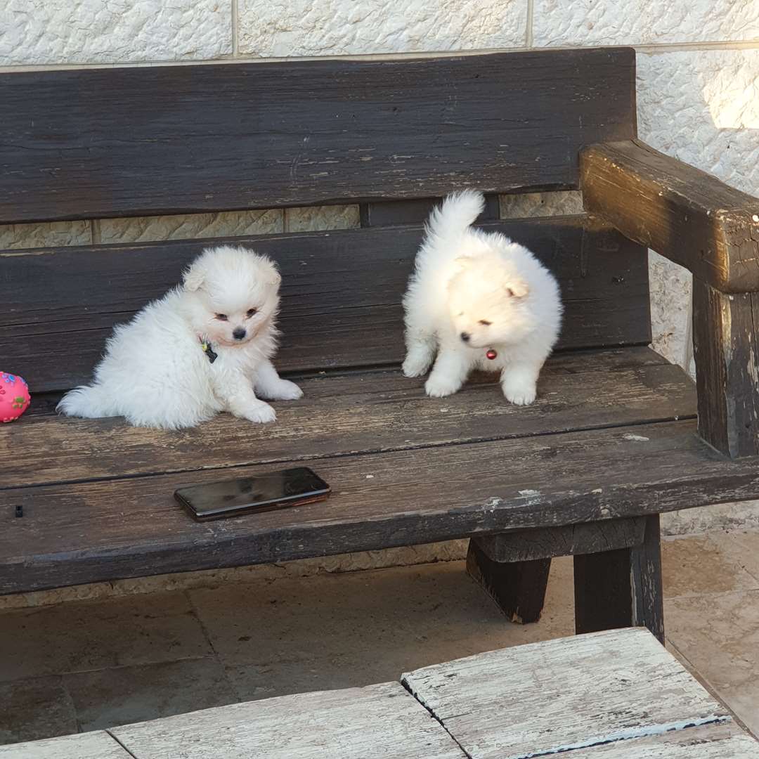תמונה 3 ,כלבים פומרניאן   ליוו למכירה במרום גולן