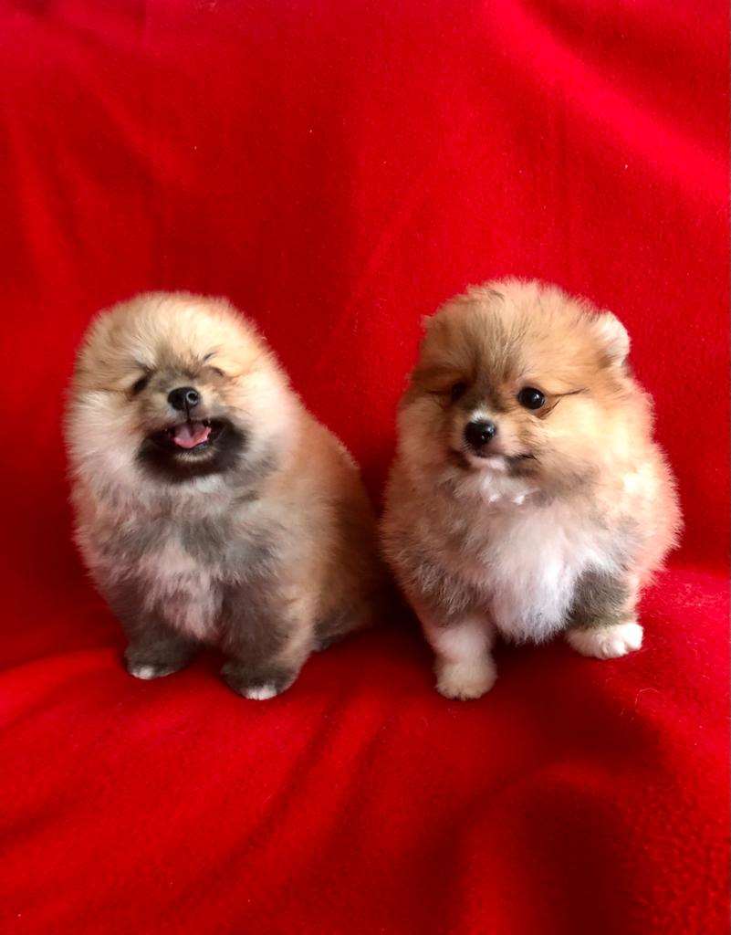 תמונה 1 ,כלבים פומרניאן   פיצי למכירה בהרצליה