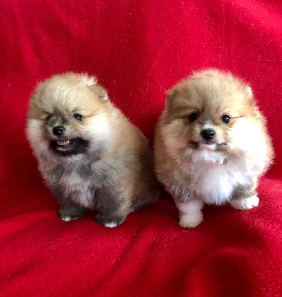 תמונה 2 ,כלבים פומרניאן   פיצי למכירה בהרצליה