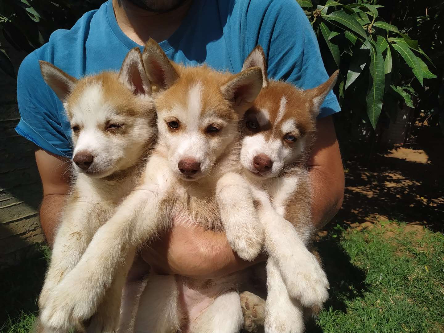 תמונה 3 ,כלבים האסקי סיביר   כלב למכירה בכפר יונה