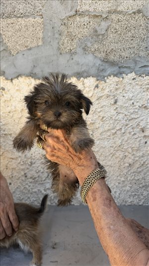 יורקשיירים מעורבים  