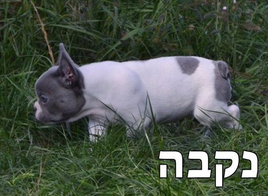 בולדוג צרפתי כלבים - בולדוג צרפתי