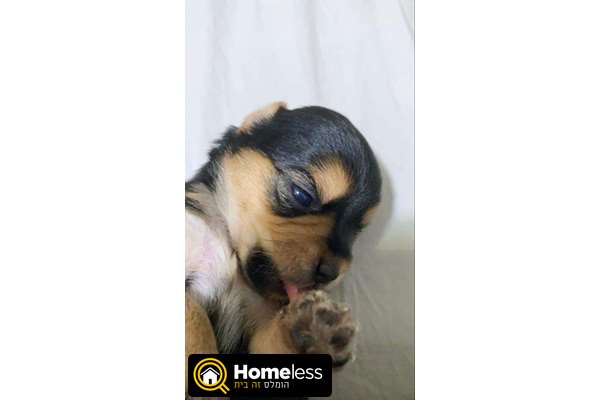 תמונה 1 ,כלבים יורקשייר טרייר   יורקשייר למכירה בראשון לציון
