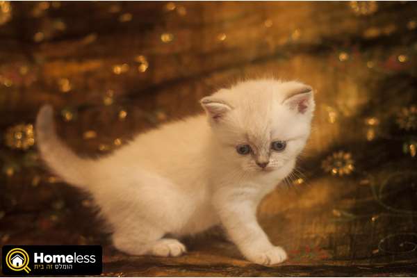 תמונה 1 ,חתולים Scotish Fold   סקוטי סטרייט למכירה בעכו