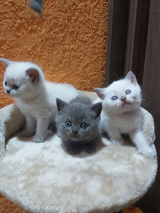 תמונה 1 ,חתולים בריטי קצר שיער   בריטי למכירה באופקים