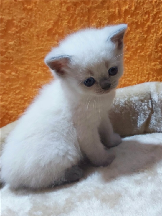 תמונה 3 ,חתולים בריטי קצר שיער   בריטי למכירה באופקים