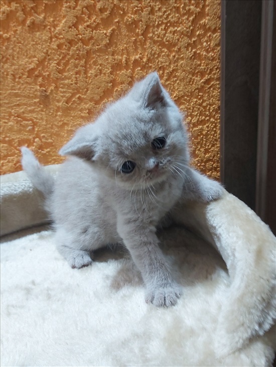 תמונה 5 ,חתולים בריטי קצר שיער   בריטי למכירה באופקים