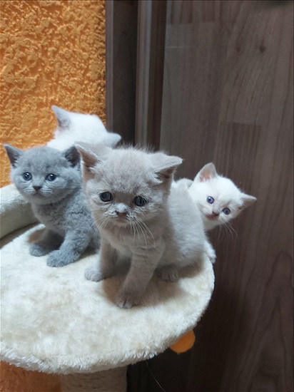 תמונה 7 ,חתולים בריטי קצר שיער   בריטי למכירה באופקים