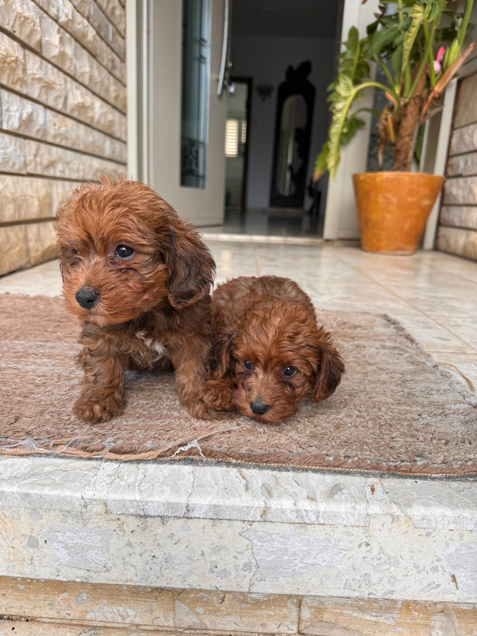 תמונה 2 ,כלבים פודל   גורי פודל גזעיים  למכירה בכפר יונה