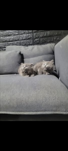 חתולים מיין קון  