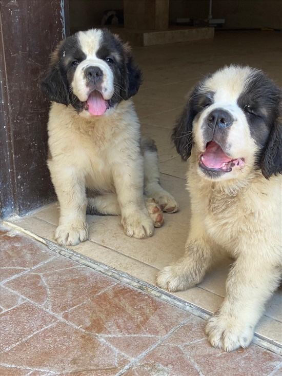 תמונה 2 ,כלבים סן ברנרד   אנס פואז  למכירה בעיילבון