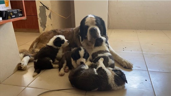 תמונה 3 ,כלבים סן ברנרד   אנס פואז  למכירה בעיילבון