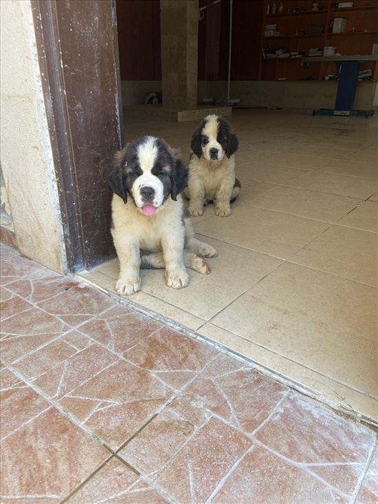 תמונה 4 ,כלבים סן ברנרד   אנס פואז  למכירה בעיילבון