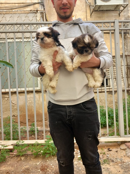 תמונה 2 ,כלבים שי צו   שיצו למכירה ברמת גן