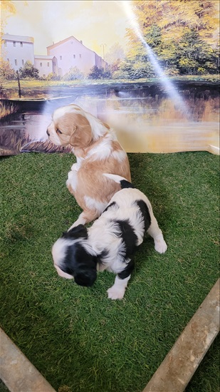 תמונה 5 ,כלבים קבליר קינג צארלס ספנייל   קינן צארלס קווליר למכירה בלימן