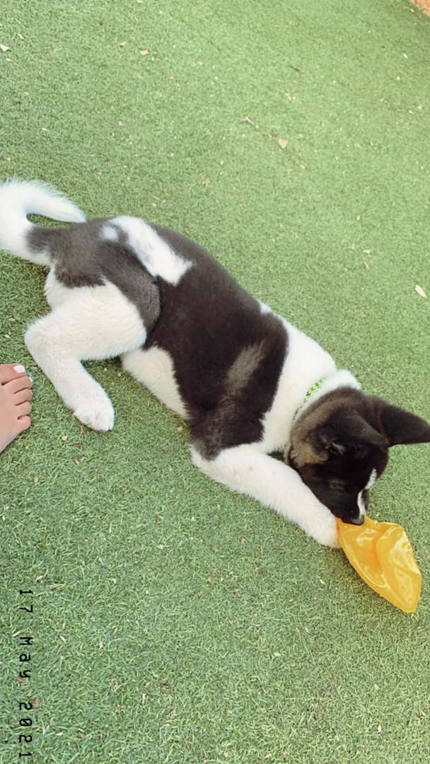 תמונה 3 ,כלבים אקיטה אמריקאי   אקיטה למכירה בחולון