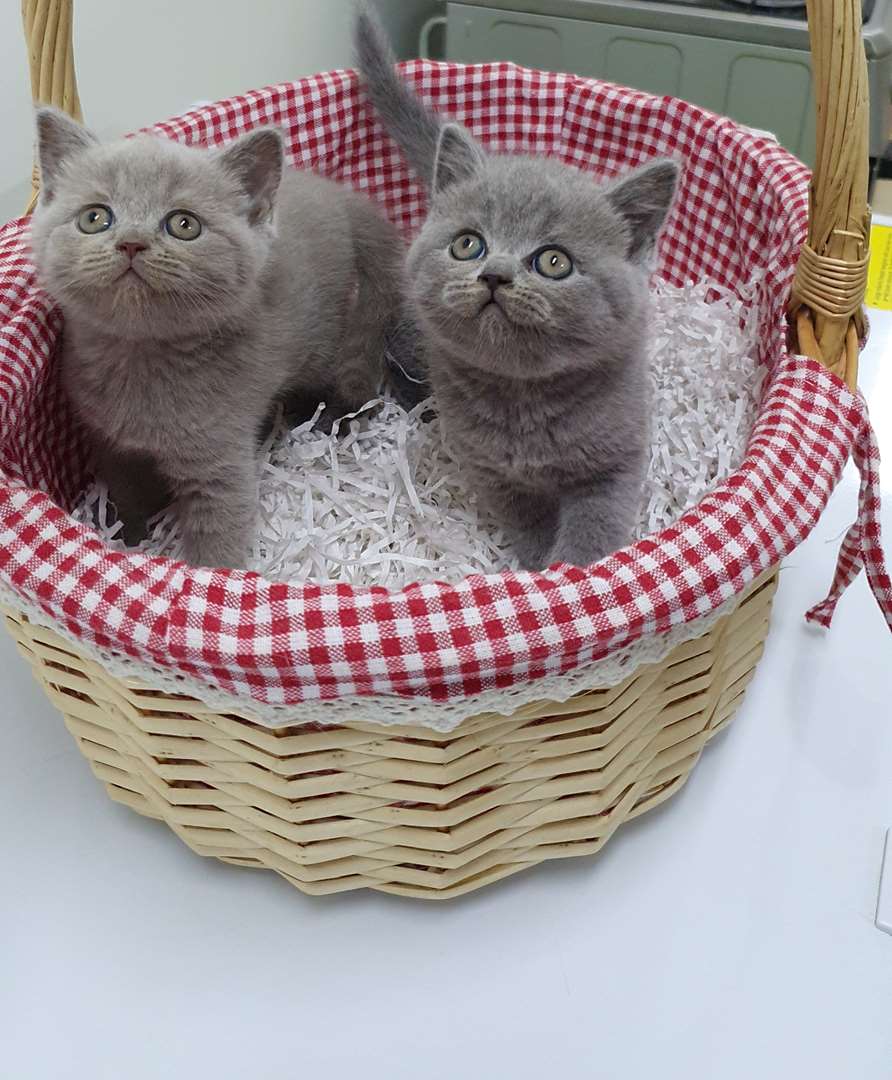 תמונה 2 ,חתולים בריטי קצר שיער   בריטים טהורים  למכירה בירכא