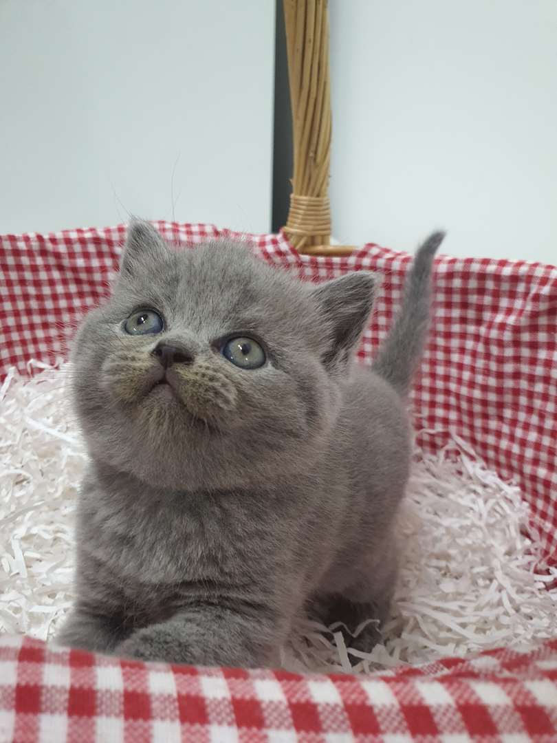 תמונה 4 ,חתולים בריטי קצר שיער   בריטים טהורים  למכירה בירכא