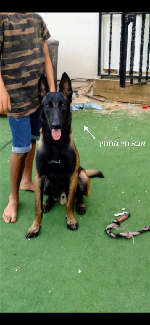 תמונה 3 ,כלבים רועה בלגי   רועה בלגי מלינואה למכירה בתל אביב