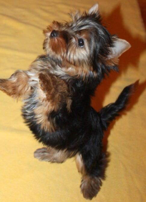 תמונה 2 ,כלבים יורקשייר טרייר   סבטה למכירה בברקן