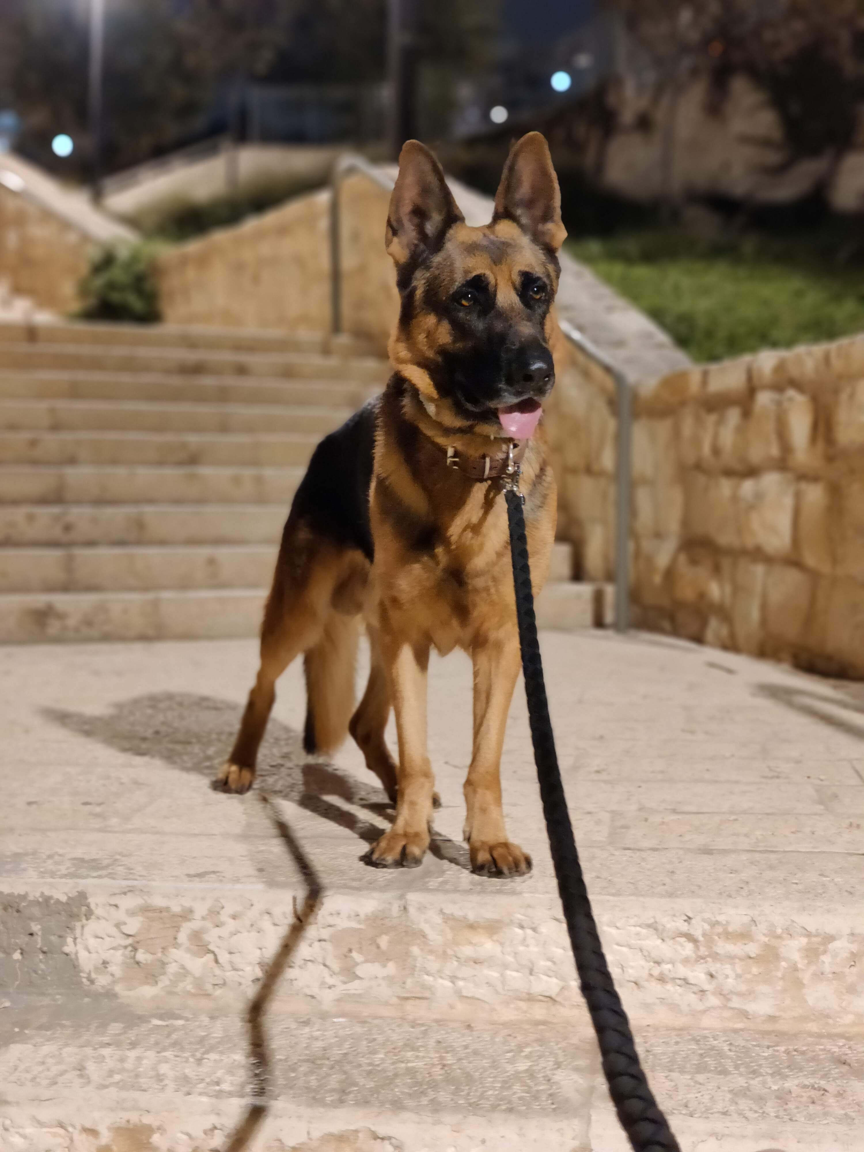 תמונה 5 ,כלבים רועה גרמני   ריי לשידוך בירושלים