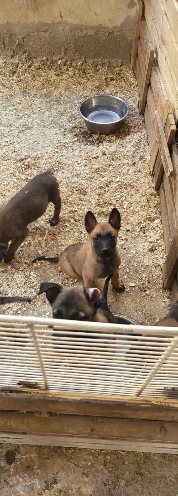 תמונה 2 ,כלבים רועה בלגי   גורי רועה בלגי מילאנווה למכירה במעלות-תרשיחא