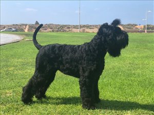 כלבים טרייר רוסי שחור  