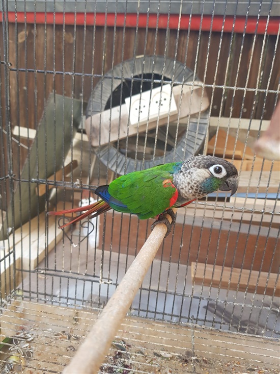 פרלי קוניור תוכים ובעלי כנף - קוניורים