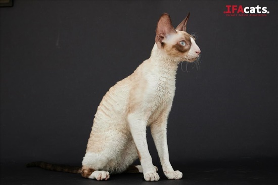 תמונה 3 ,חתולים אחר   קורניש רקס למכירה בראשון לציון