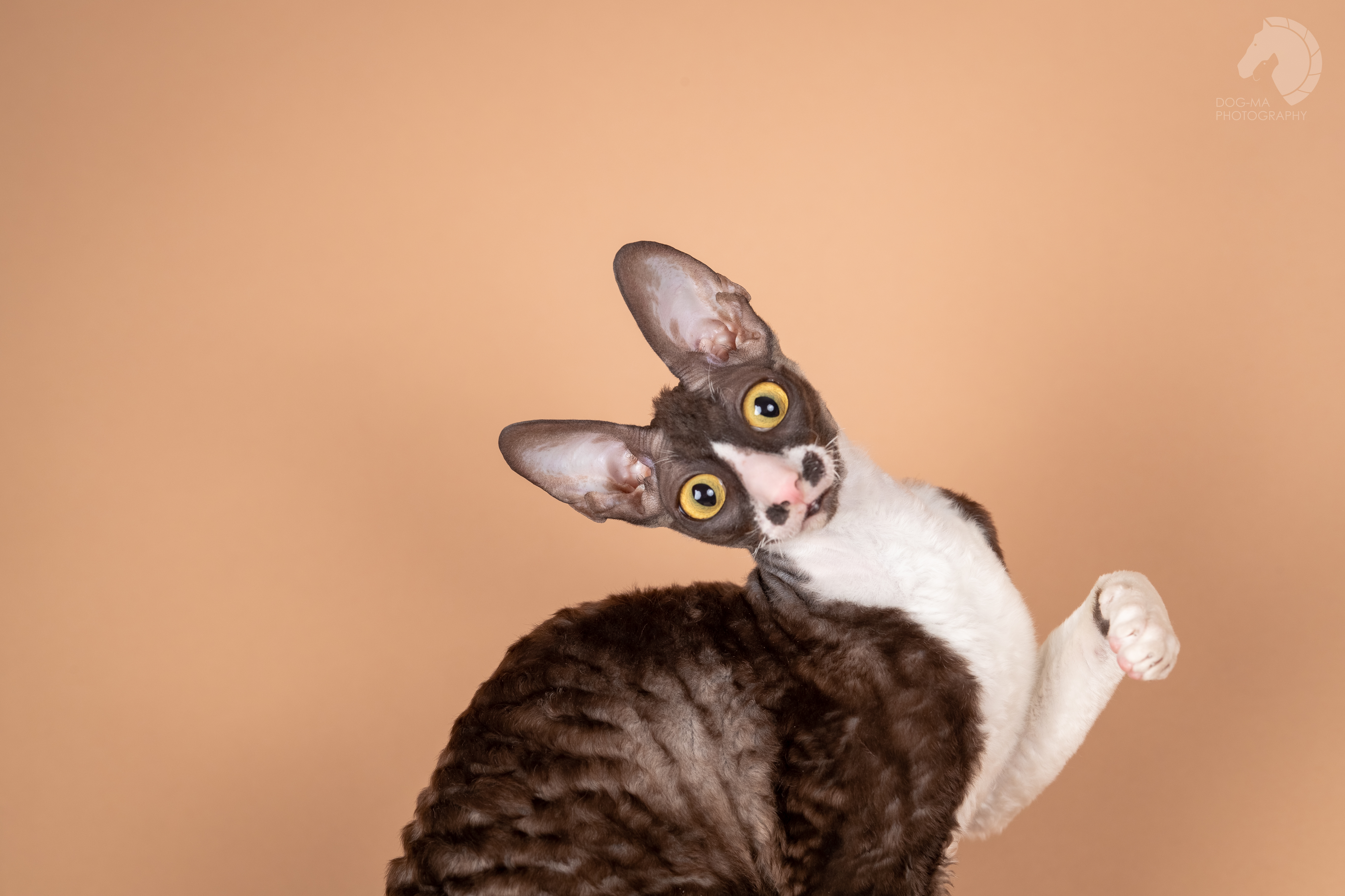 תמונה 1 ,חתולים אחר   קורניש רקס למכירה בראשון לציון