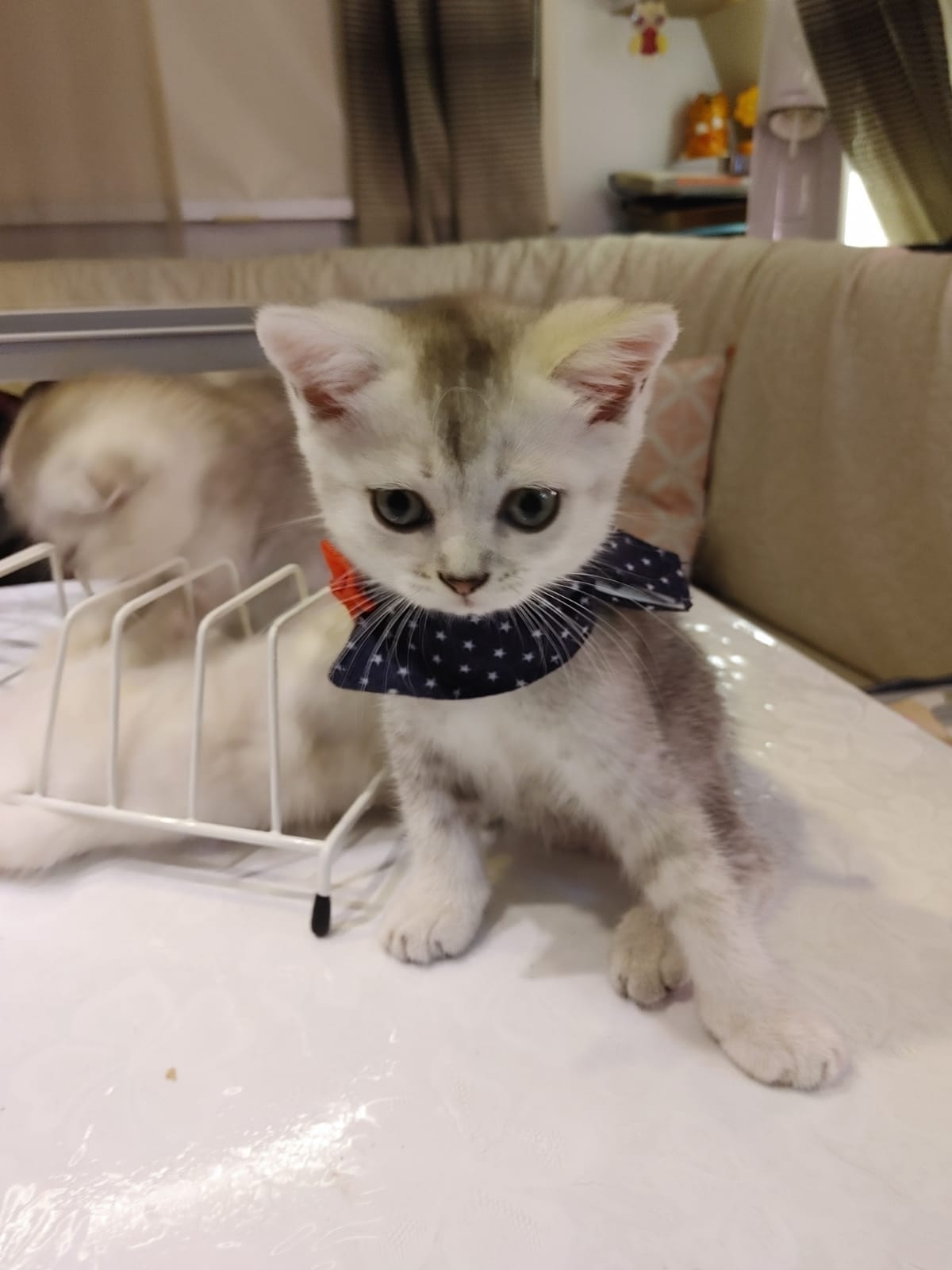תמונה 1 ,חתולים Scotish Fold   סקוטי למכירה בתל אביב