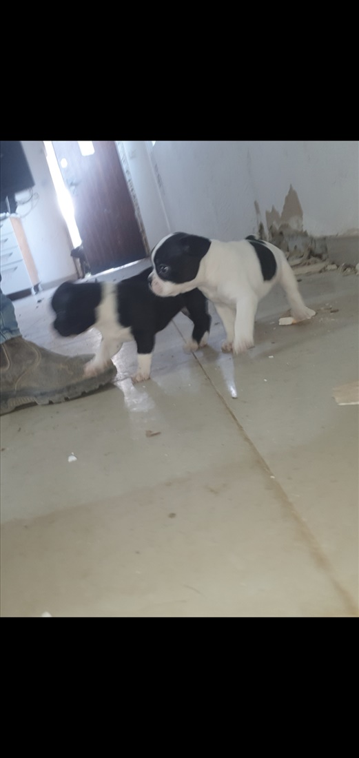תמונה 2 ,כלבים בולדוג צרפתי   טוי למכירה בגן יבנה