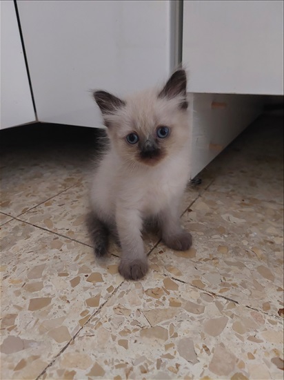 תמונה 1 ,חתולים סיאמי   גור למכירה בעכו