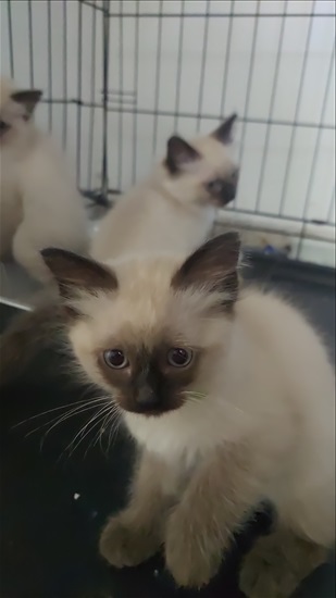 תמונה 2 ,חתולים סיאמי   גור למכירה בעכו