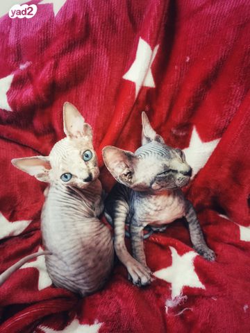תמונה 4 ,חתולים ספינקס   ספינקס קנדי למכירה בכרמיאל