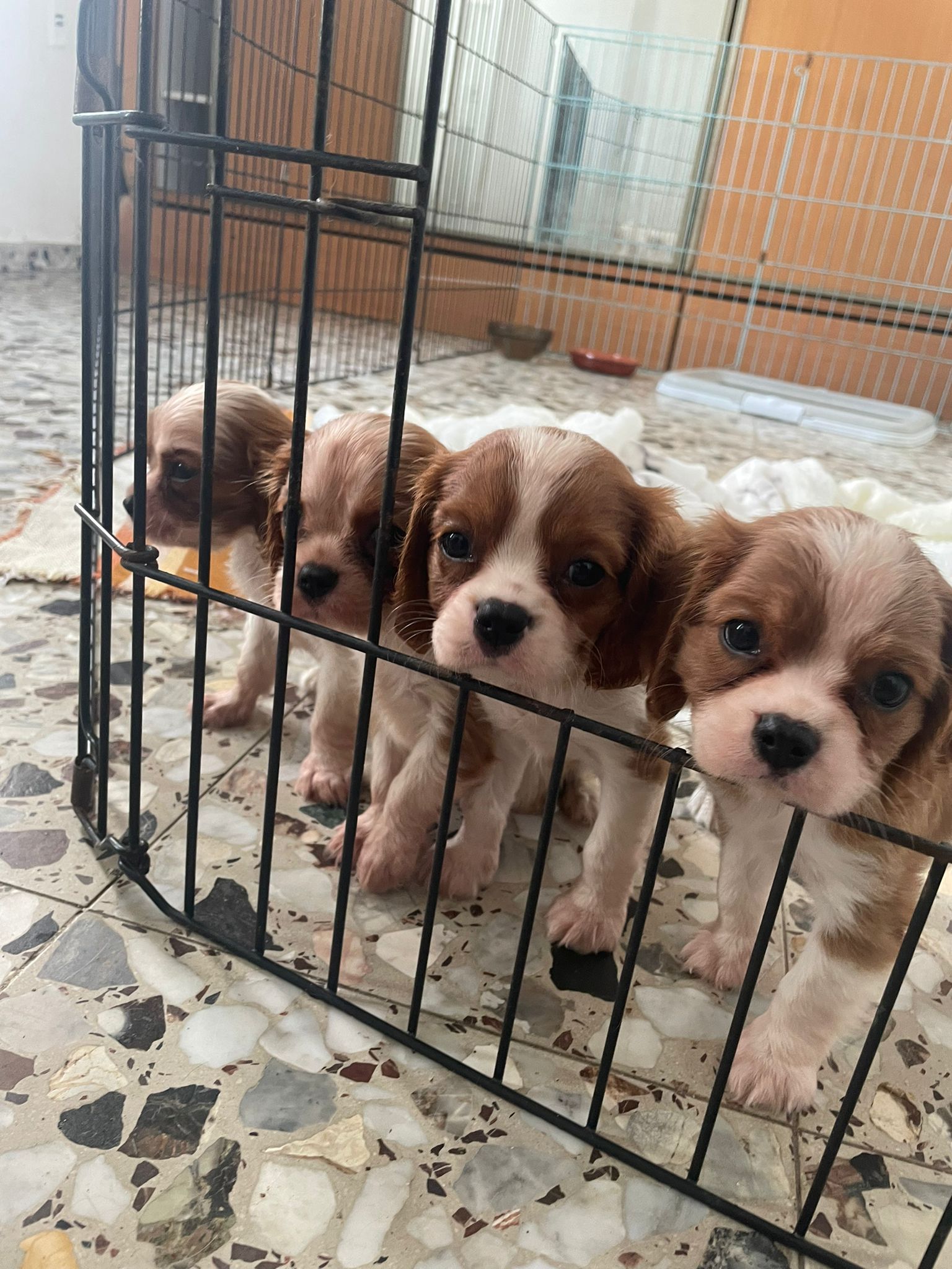 תמונה 2 ,כלבים קבליר קינג צארלס ספנייל   קינג צארלס למכירה בתל אביב