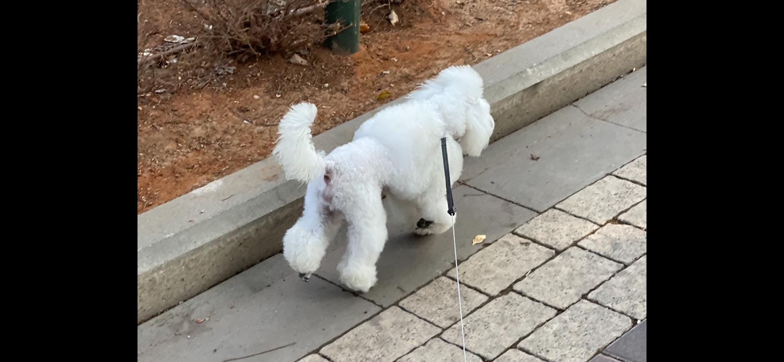 תמונה 3 ,כלבים פודל   פודל לזיווג לשידוך בתל אביב