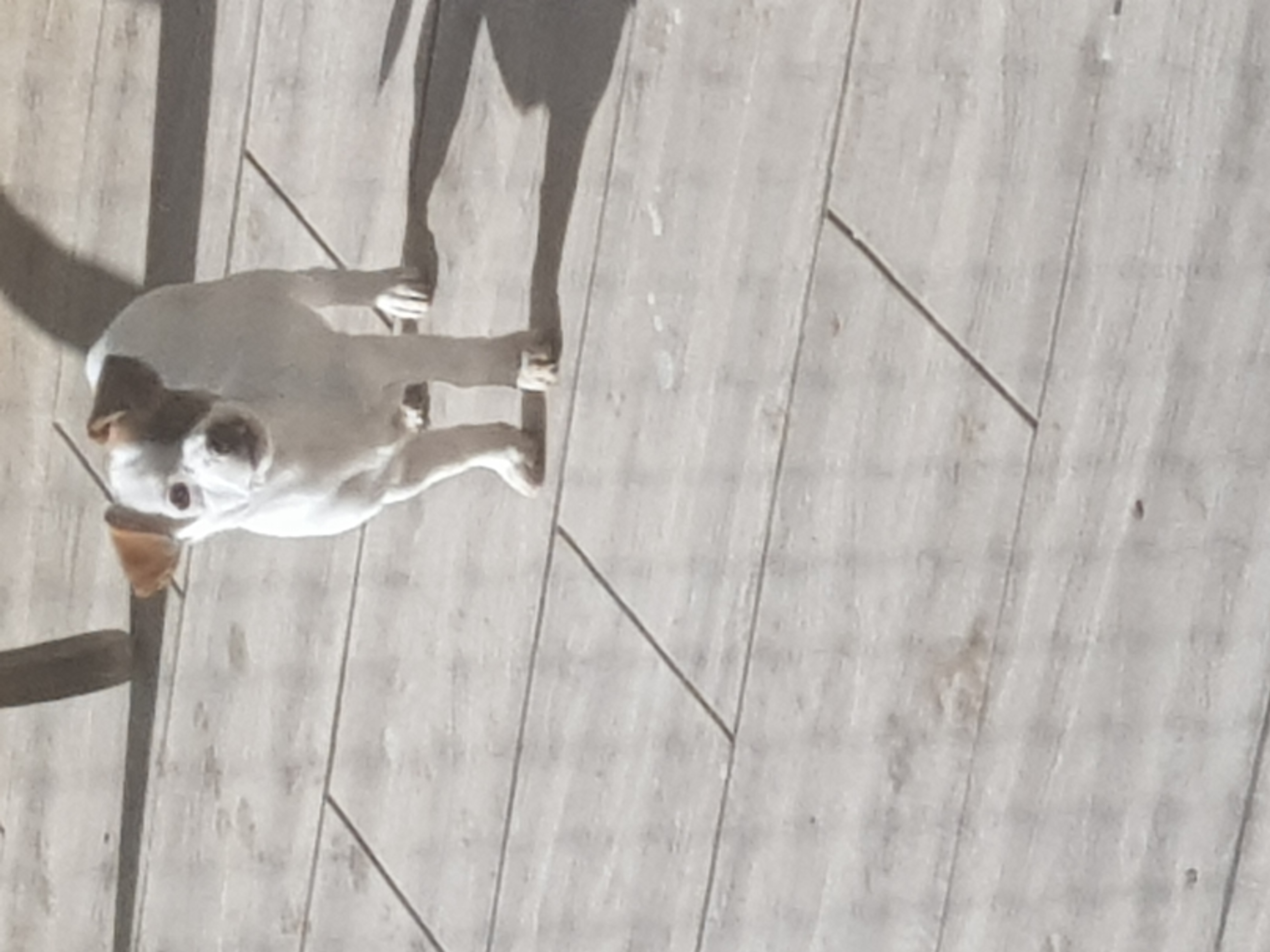 תמונה 1 ,כלבים גק ראסל טרייר   גורים למכירה בכפר ראש הנקרה