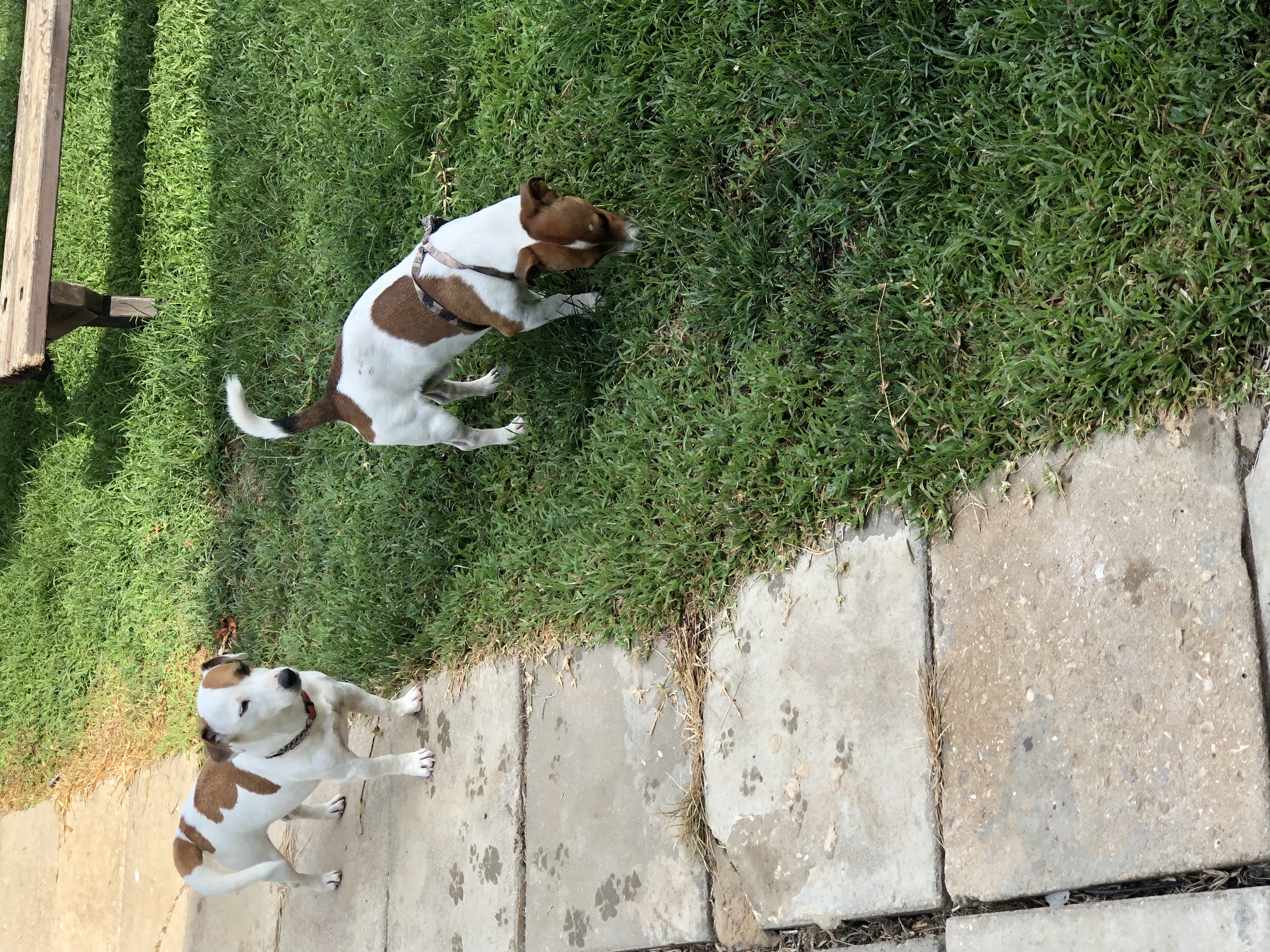 תמונה 1 ,כלבים גק ראסל טרייר   מיקי למכירה בבן שמן (מושב)