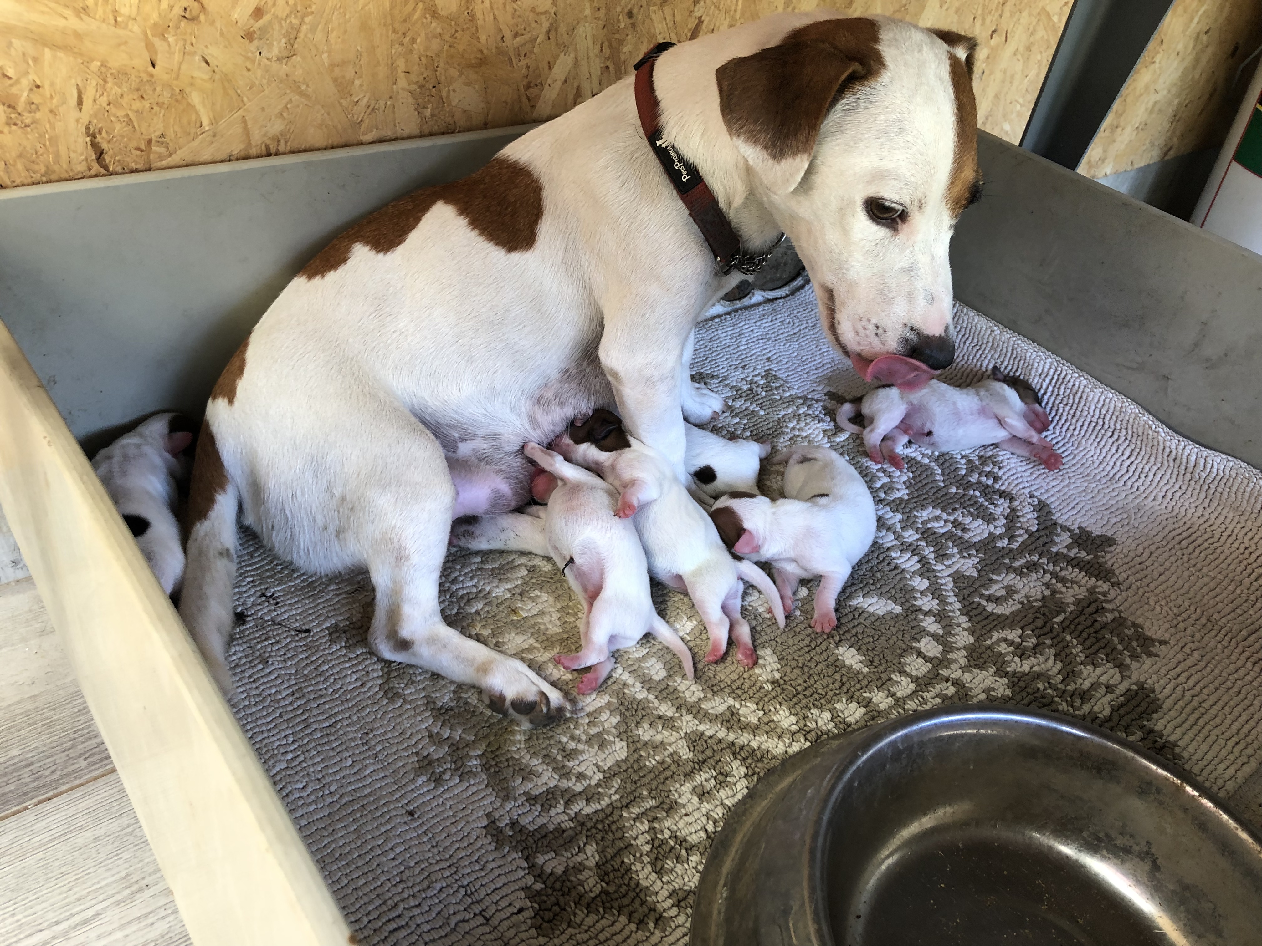 תמונה 3 ,כלבים גק ראסל טרייר   מיקי למכירה בבן שמן (מושב)