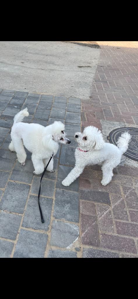 תמונה 2 ,כלבים פודל   פודל לשידוך בתל אביב