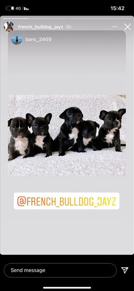 כלבים בולדוג צרפתי חדרה והסביבה 