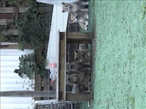 כלבים - אקיטה יפני 