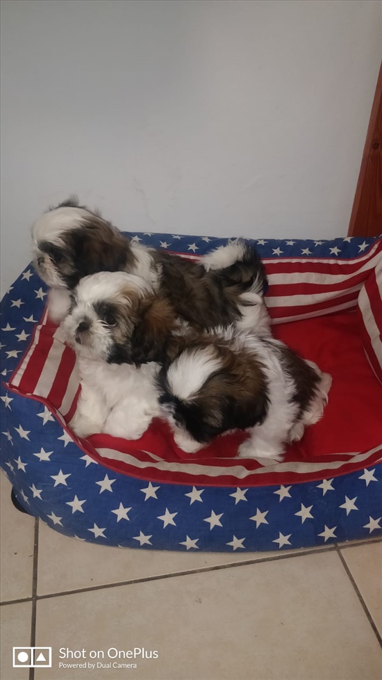 תמונה 1 ,כלבים שי צו   גורים למכירה בנצרת עילית