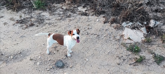 תמונה 2 ,כלבים גק ראסל טרייר   קויין למכירה בנתיבות
