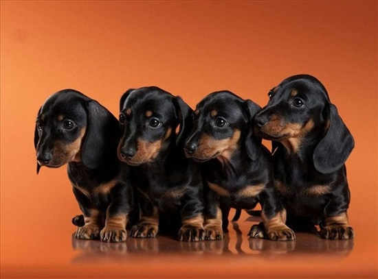 תמונה 1 ,כלבים תחש (דקל)   תחש למכירה בזבדיאל