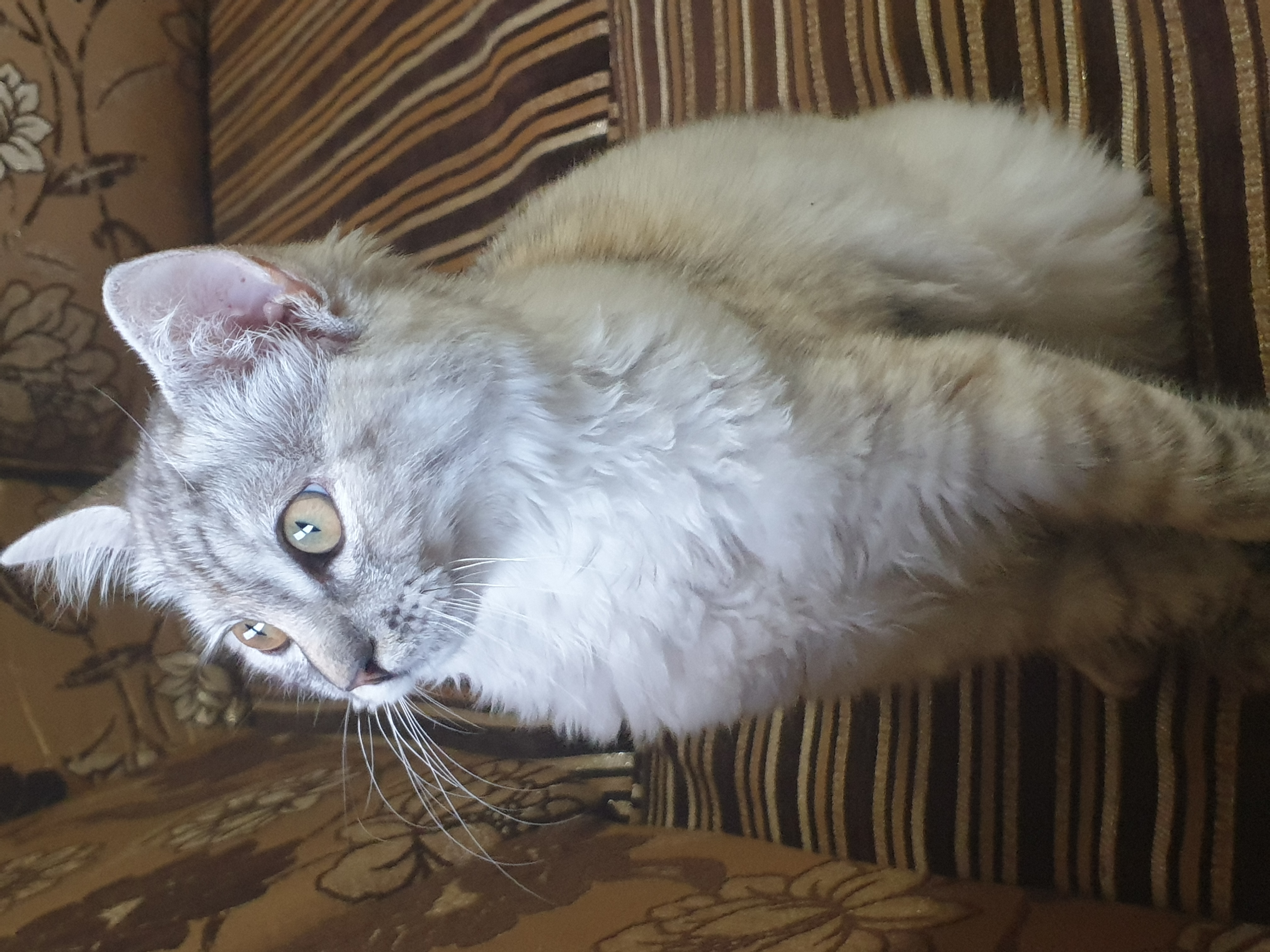 תמונה 2 ,חתולים פרסי   אמנח למכירה בעכו