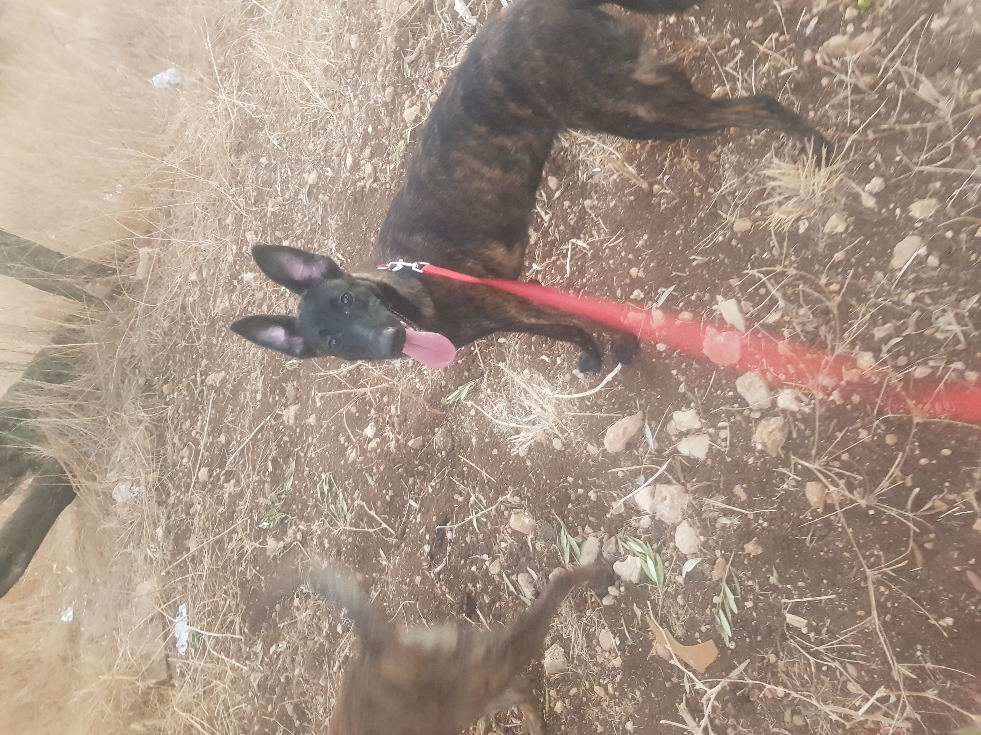 תמונה 2 ,כלבים רועה הולנדי   פרלה למכירה בכפר יאסיף